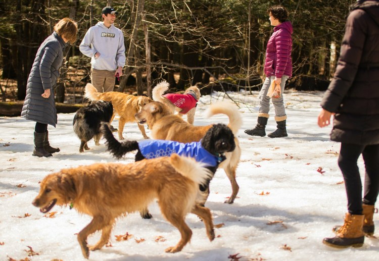Dog owners and their canine companions commune on March 31 in Portland’s Baxter Woods. Dogs are now allowed to be off leash in the park, but won't be if a city ban being considered is passed.