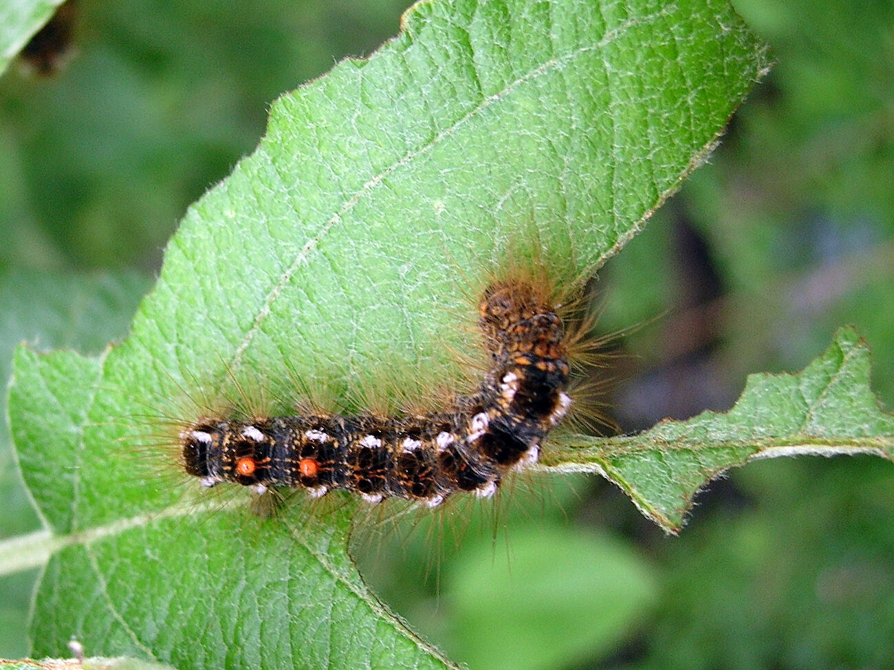 Moth control drone can kill pests without spraying