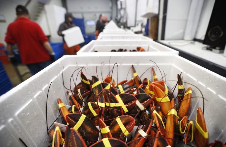 Live lobsters ready for shipment at Lobster Co. in Arundel. Exports of live lobster to China have taken a nearly 50 percent nosedive in the year since tariffs were imposed in the summer of 2018.