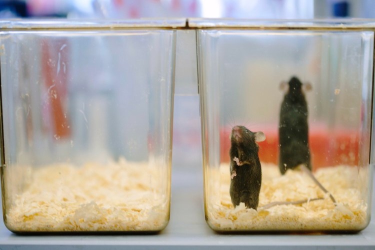 Jackson Laboratory's  mice are genetically modified, making them prized for clinical research. The Bar Harbor laboratory is expanding its presence in China, which wants to be a global leader in biomedical research. 