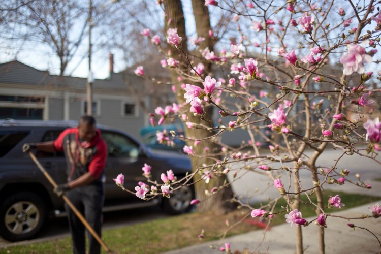 PORTLAND, ME - APRIL 19: Flowering trees and gardening means spring. Patrick Banza, of Windham, rakes dead leaves out of a garden on the West End. (Staff photo by Brianna Soukup/Staff Photographer)
