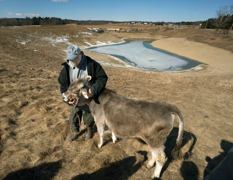 Fred Stone holds one of his cows at his Arundel dairy farm, which was found to be contaminated by PFAS chemicals in 2016. Health impacts from PFAS range from decreased immune response to an increased risk of certain cancers.