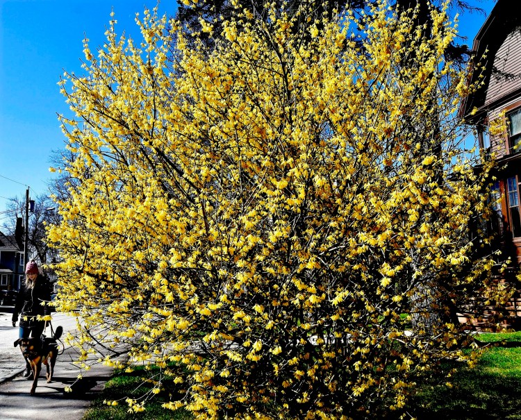 In this archive photo, forsythia blooms from tip to tail. This year, though, many bushes locally bloomed only on quite low branches. Blame a late cold snap for killing the buds on the less-protected upper branches. 