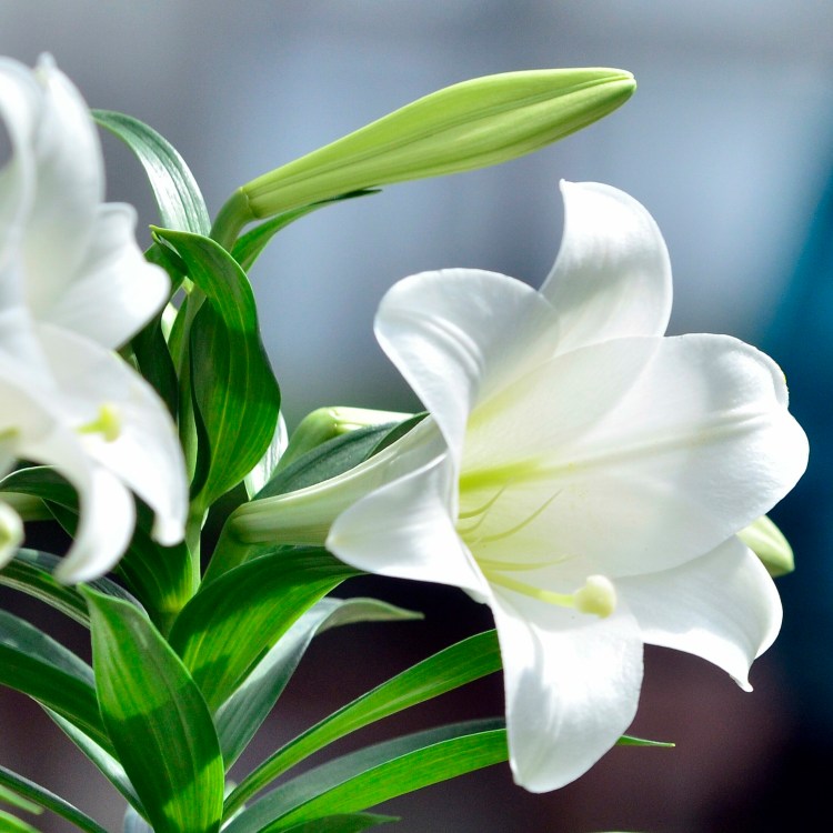 Easter lilies.