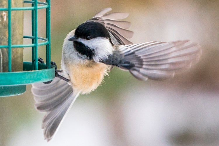 A chickadee takes flight Jan. 15 from a bird feeder as it heads toward Jean Stover, of North Berwick, who feeds the chickadees by hand in her backyard.