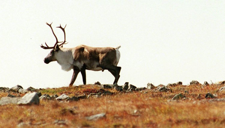 Caribou, like this one on the summit of Mont Jacques Cartier in Quebec, would have been a common sight in Maine 200 years ago. Today, the caribou on the Gaspe Peninsula belong to the last remaining herd south of the Arctic Circle. Maine's caribou were hunted to the point of extirpation, or local extinction. 