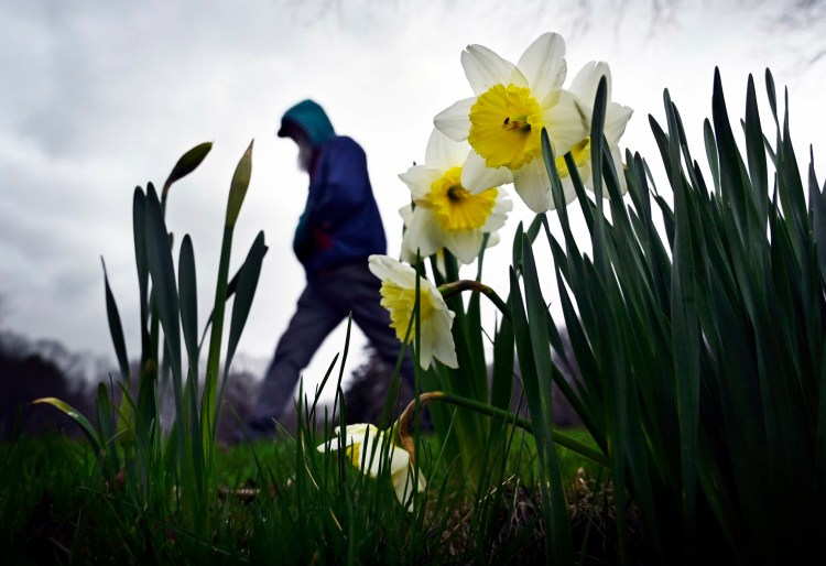 Daffodils and other bulbs lasted longer than usual this spring, because the weather stayed cool and wet. 