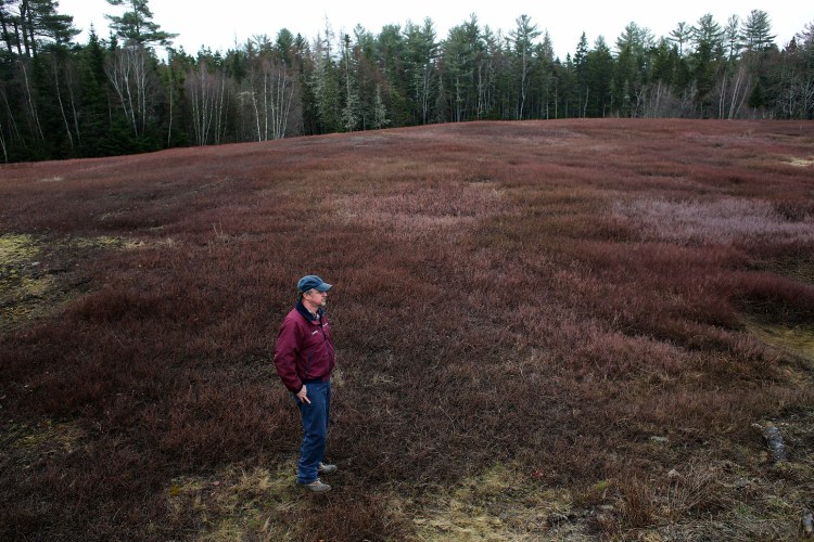 Courtney Hammond looks out over his family's blueberry fields in Washington County on Wednesday, April 25. After losing money on the crop last year, they plan only to pick about 7 percent of their harvest this year, and are looking to try alternative practices such as pick-your-own. 
