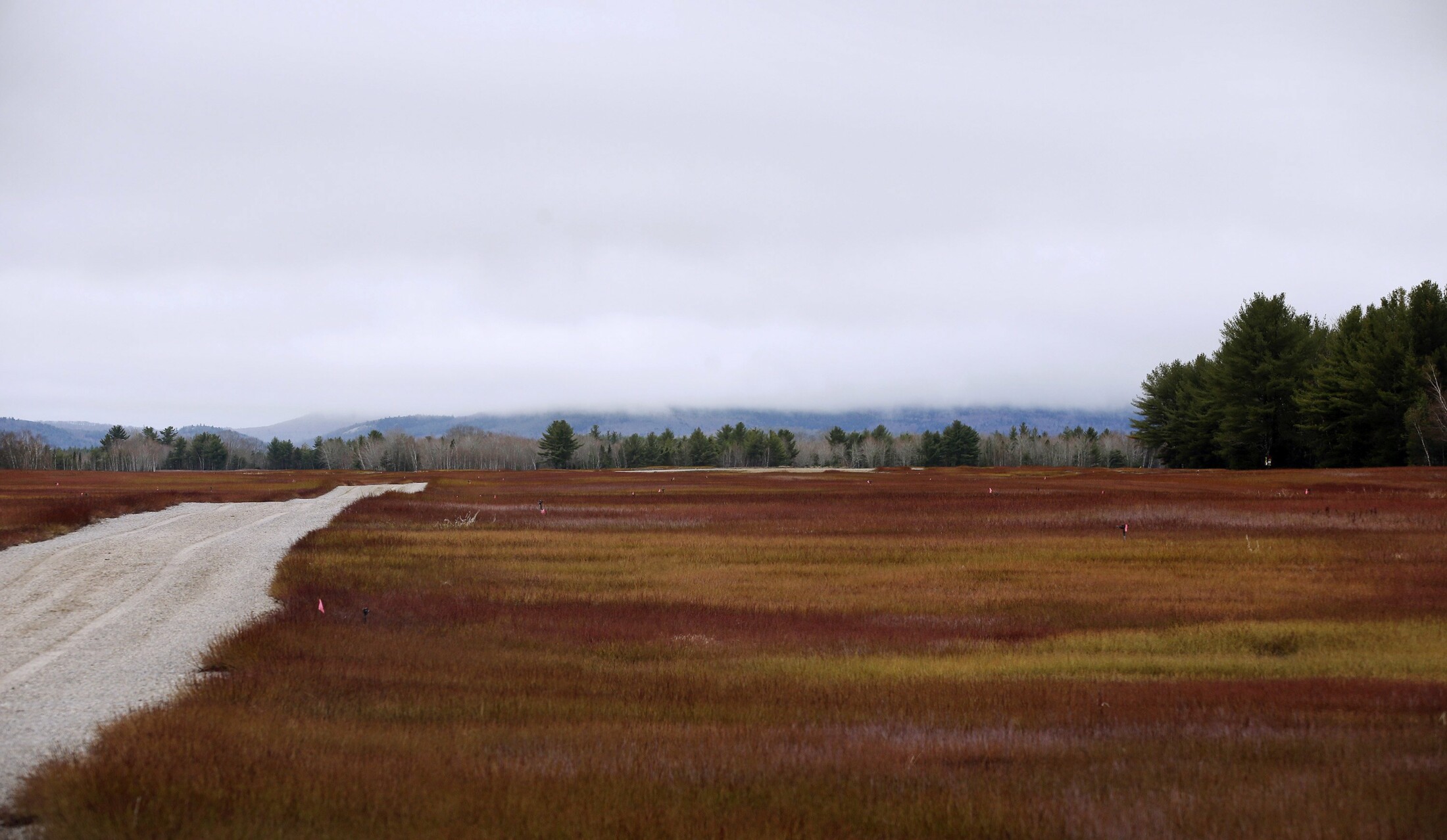 Wyman's installs 35-acre solar farm to power Down East operations - Vimarsana News