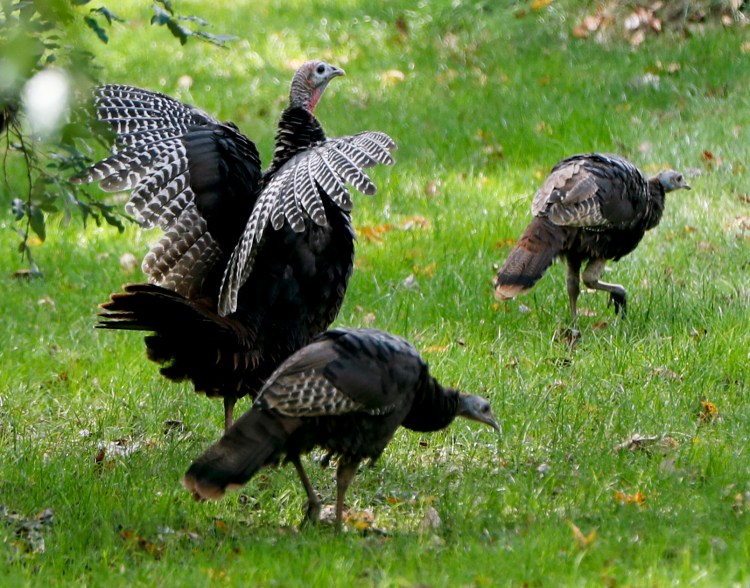 Much of the year, wild turkeys live in flocks, often segregated by age and gender. 