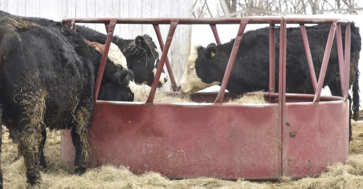 Angus beef cows and a bull eat on a Maine farm. Walmart is creating its own beef supply chain to please customers who want more information about where the meat they buy comes from. 