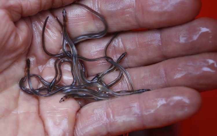 Baby eels, also known as elvers, are fished in Maine and sold to Asian aquaculture companies to be raised to maturity.
