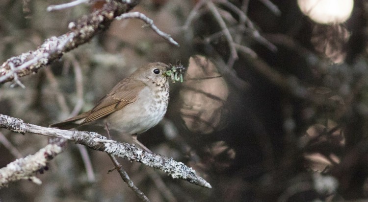 A Bicknell's thrush forages on Saddleback Mountain in 2018. The species will be a highlight of the first-annual Rangelely Birding Festival in June, 2019, Photo courtesy of Doug Hitchcox