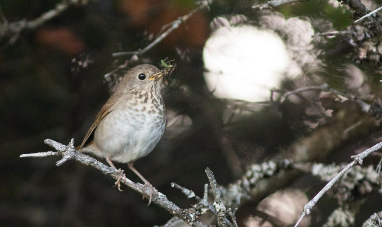 A Bicknell's thrush forages on Saddleback Mountain in 2018. The bird will be a big draw to birders attending the first-annual Rangeley Birding Festival in June, 2019. Photo courtesy of Doug Hitchcox 