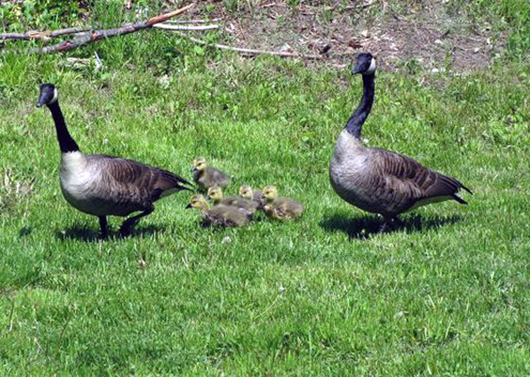 A family of Canada geese exits the backyard of Kristen Lamb in 2018 in Nottingham, New Hampshire, shortly after Lamb added an orphaned gosling to the family unit. One of the adult geese retrieved the crying gosling that Lamb left near them, making the adoption a success. Photo courtesy of Kristen Lamb 