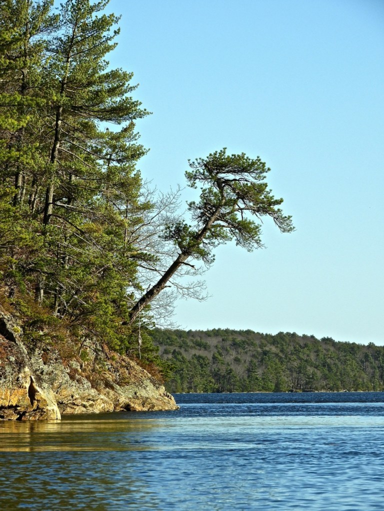 White pine on the eastern shoreline of Mill Cove. Kennebec River, North Bath. 