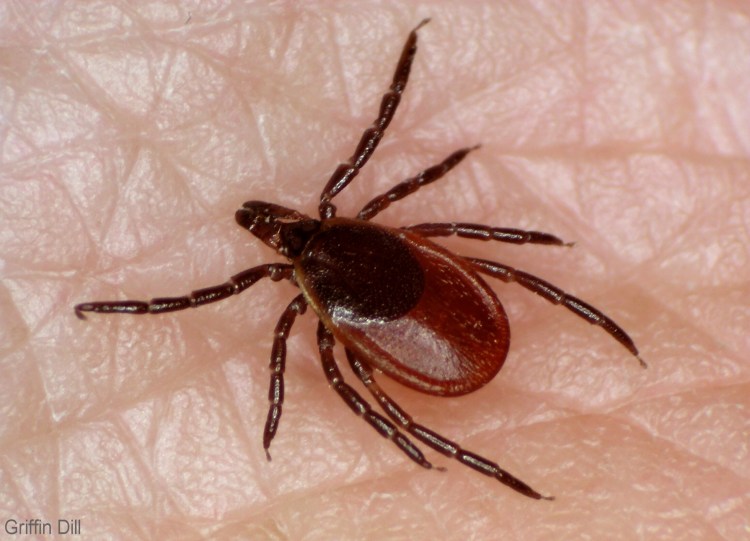 Deer ticks, also known as black-legged ticks, are known for carrying the bacteria that causes Lyme disease, Anaplasmosis, Babesiosis, and Powassan virus. 