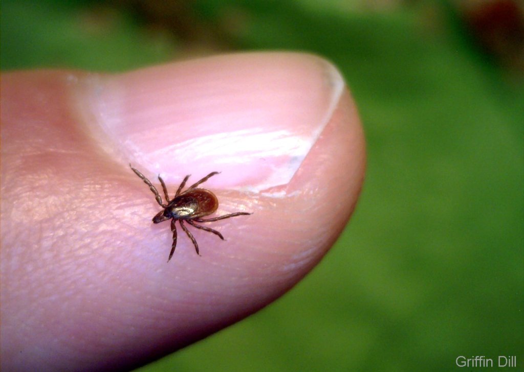A deer tick, carrier of the bacteria that causes Lyme disease, but it's difficult to draw a connection between ticks and a decline in the bird population.