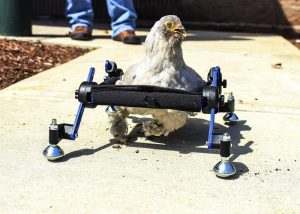 Disabled_Chicken_50767