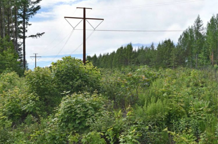 This photo simulation shows the view northwest from Wilson Hill Road in West Forks toward the proposed CMP transmission line.