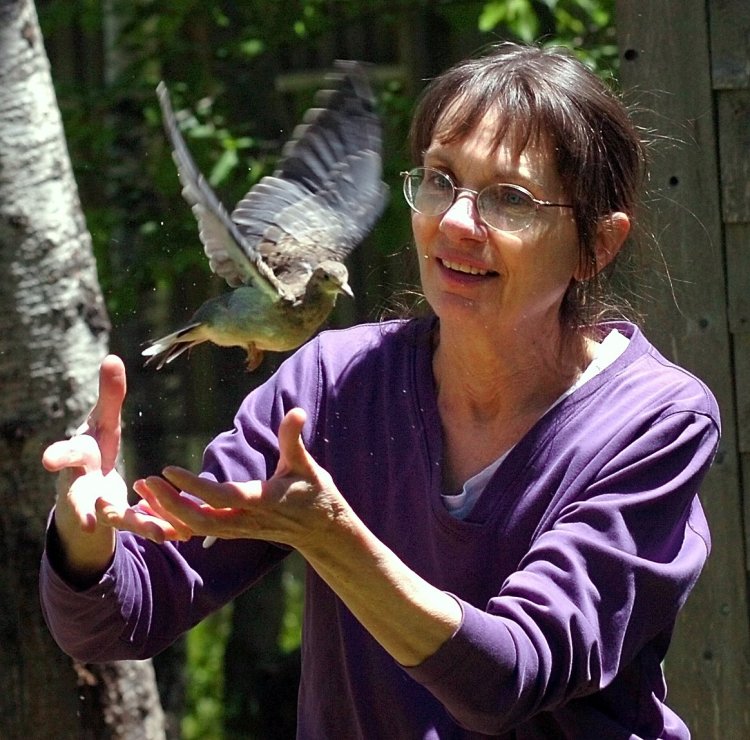 Diane Winn, co-founder of Avian Haven in Freedom, releases a rehabilitated mourning dove outside one of the buildings at the facility in 2015.