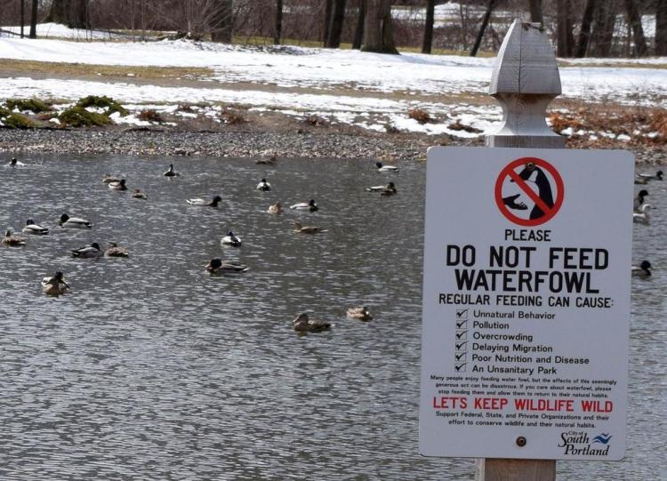 What is now just a posted request to avoid feeding waterfowl at Mill Creek Park in South Portland could become a citywide law.