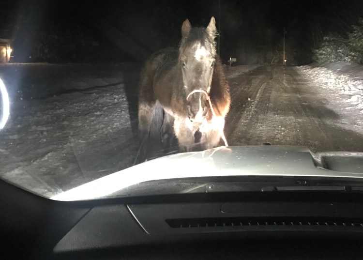 A York County Sheriff’s Office sergeant encountered this wayward horse on Route 25 in Cornish on Tuesday morning around 3 a.m. Wrangling ensued.