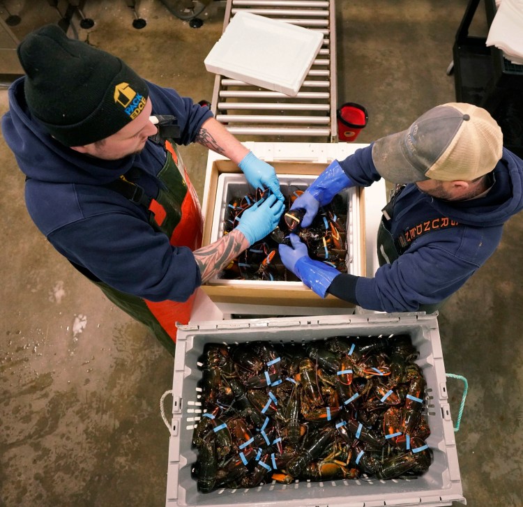 T.J. Pearson, left, and Phil Miles pack lobsters in a special insulated box at Maine Coast in York in  January. Lobstermen are bracing for regulatory changes that could reduce their catch as the industry grapples with ways to protect the endangered right whale. 