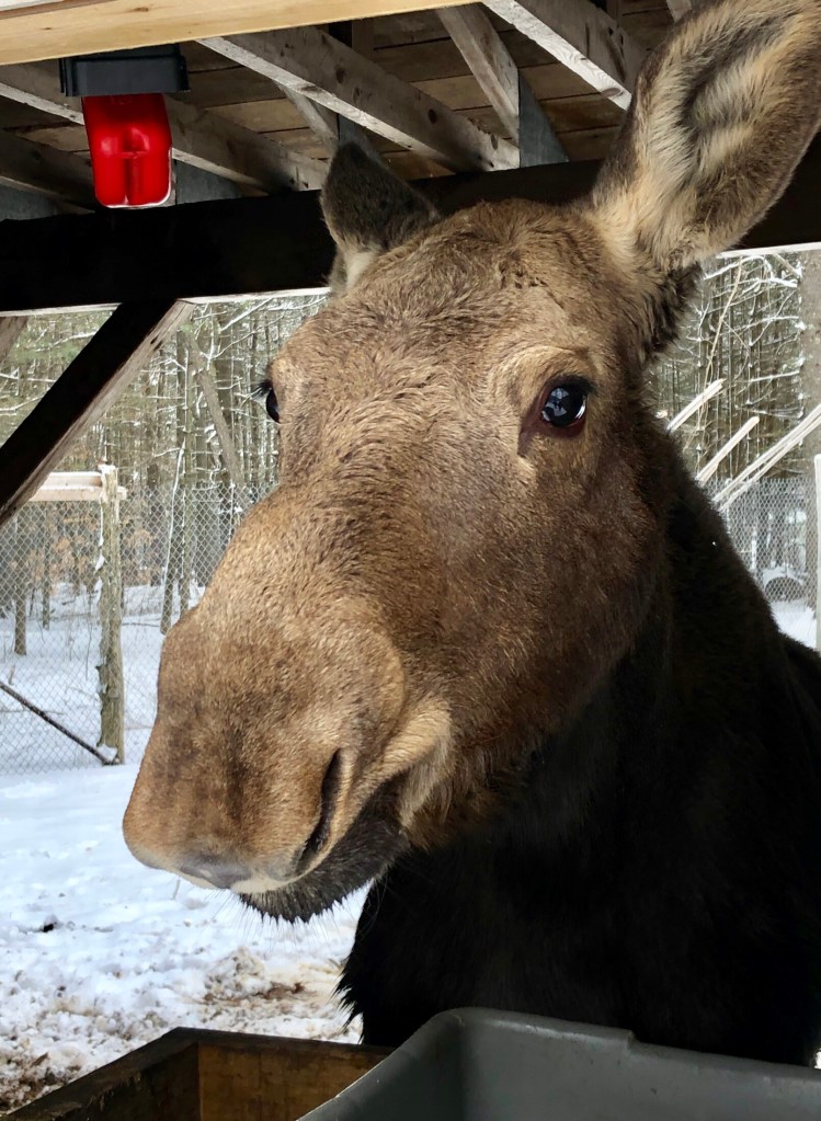 Orphaned moose not so little anymore