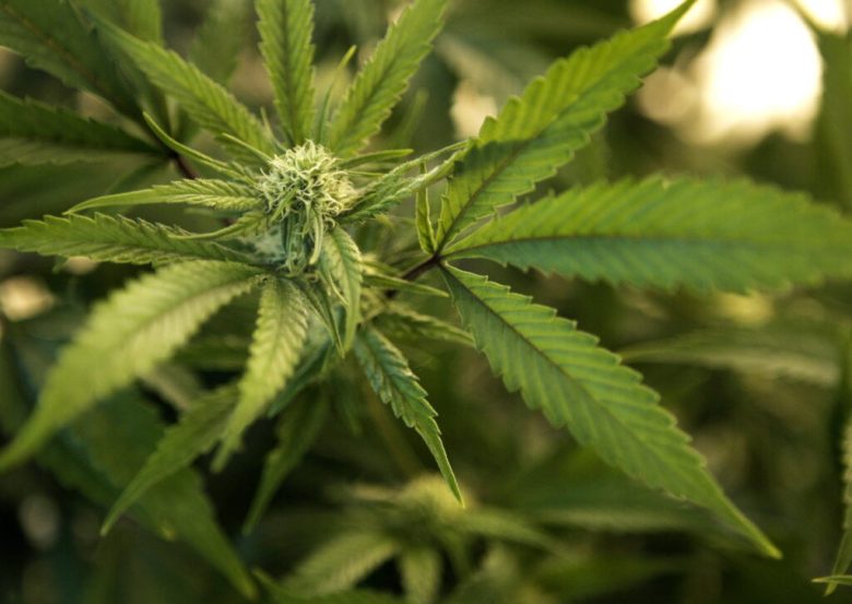 Pot shops embrace ‘420’ while biding time on rules