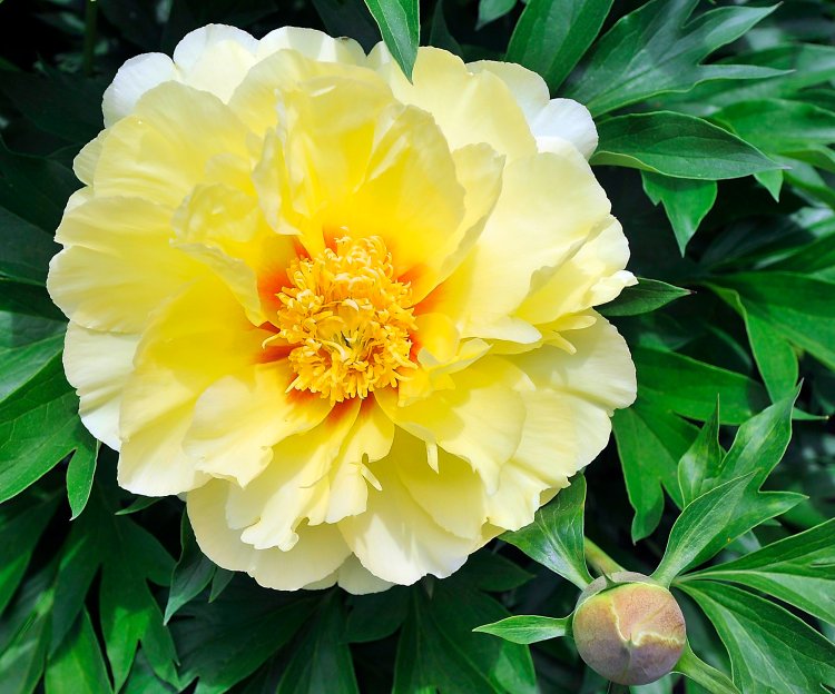 Flamboyant peonies, like this one from, Coastal Maine Botanical Gardens in Boothbay, will likely grab the garden spotlight in the next month. They make great cut flowers, too. 