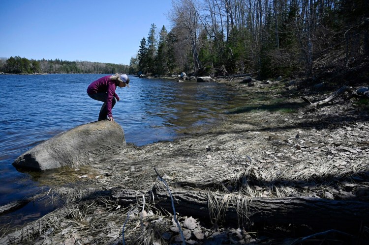 Sarah O'Malley of the Blue Hill Heritage Trust searches for horseshoe crabs along the Bagaduce River in Brooksville. It's one of four places in Maine where the ancient arthropods breed.