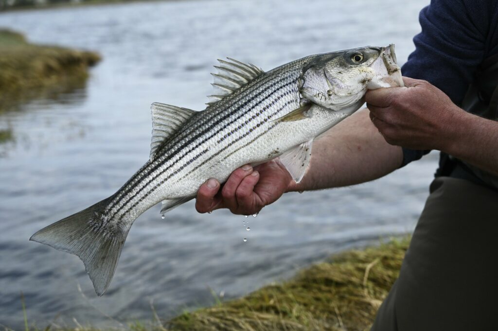 Father's Day Stripers On The Fly – Baymen Guide Service, Inc