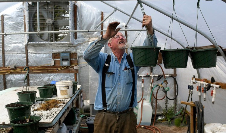 Ford Stevenson hangs strawberries May 20 in a greenhouse at his family farm, Stevenson's Strawberries, in Wayne. Stevenson said the cold, damp weather this spring has presented only a few challenges for his crops. "We plant late in the spring, when it's warmer and drier," he said. "We should be fine."