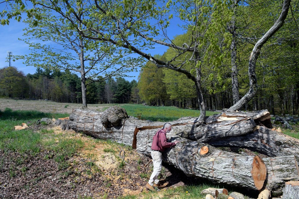 Farmer Elmer Elvin surveys a 150-year-old maple he felled May 20 between two fields he cultivates at the Elvin Farm in Readfield. Elvin said he doesn't start his produce crops until late spring, to avoid flooding and freezes. "But I'd rather be planting than cutting," he said.