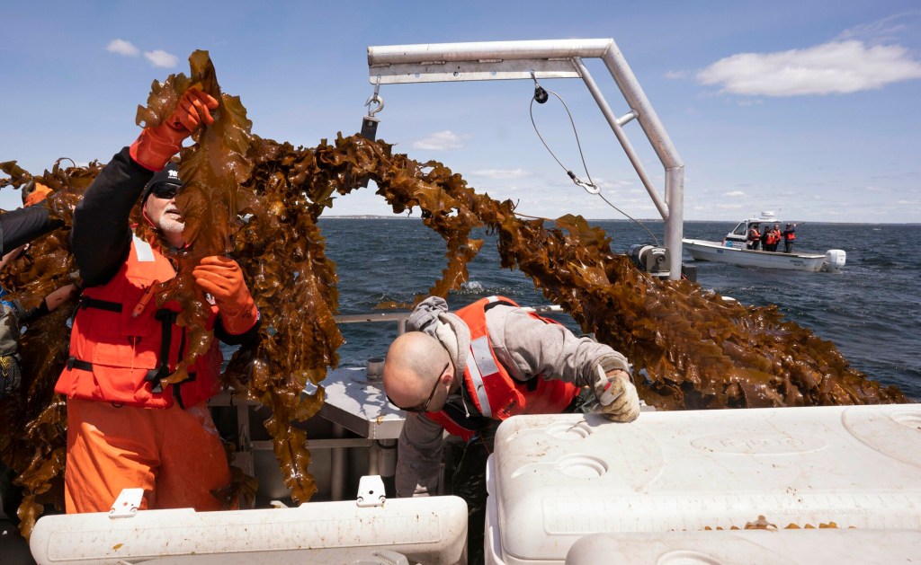 SACO BAY, ME - MAY 22: Barry Costa-Pierce, left, examines a piece of kelp while Adam St. Gelais packs kelp into a cooler aboard a boat in Saco Bay on Wednesday, May 22, 2019. The two are with the University of New England, which received a $1.3 million grant from the Department of Energy to create a seaweed farm to assess the ability to grow seaweed in the open ocean. (Staff photo by Gregory Rec/Staff Photographer)