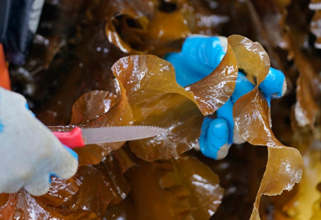 SACO BAY, ME - MAY 22: Liz Johndrow holds a piece of kelp after cutting it off a rope aboard a boat in Saco Bay on Wednesday, May 22, 2019. The kelp is part of a seaweed farm created by researchers at the University of New England, which received a $1.3 million grant from the Department of Energy to assess the ability to grow seaweed in the open ocean. (Staff photo by Gregory Rec/Staff Photographer)