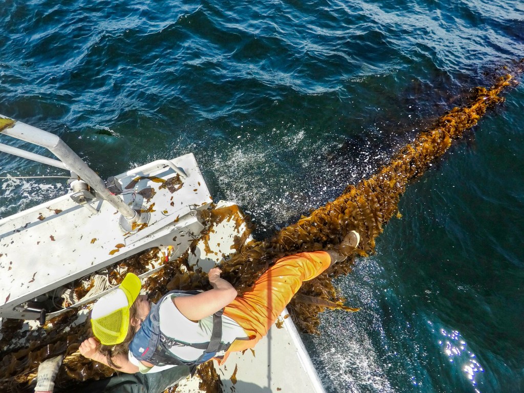 SACO BAY, ME - MAY 22: Gretchen Grebe hauls in rope with kelp attached onto a boat in Saco Bay on Wednesday, May 22, 2019. Grebe is a University of Maine Ph.D candiate in Aquaculture and Aquatic Resources working with the University of New England, which received a $1.3 million grant from the Department of Energy to see if seaweed can be farmed in the open ocean. (Staff photo by Gregory Rec/Staff Photographer)