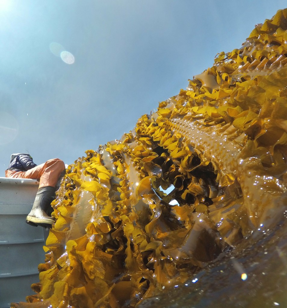 SACO BAY, ME - MAY 22: Kelp stretches down from a rope as it is hauled aboard a boat in Saco Bay on Wednesday, May 22, 2019. The kelp is part of a seaweed farm created by the University of New England, using a $1.3 million grant they received from the Department of Energy to assess the ability to grow seaweed in the open ocean. (Staff photo by Gregory Rec/Staff Photographer)