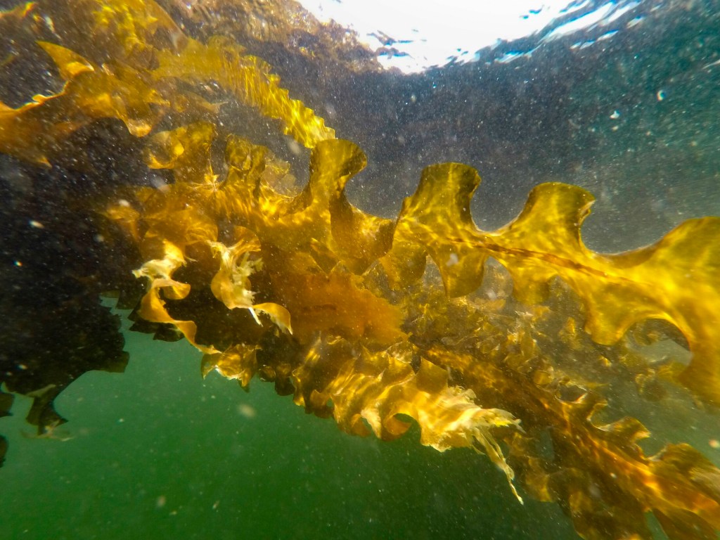 Strands of kelp that are part of a seaweed farm created by researchers at the University of New England flow out from a rope they're attached to in Saco Bay last month. The  University of New England received a $1.3 million grant from the Department of Energy to create a seaweed farm to assess the ability to grow seaweed in the open ocean. (Staff photo by Gregory Rec/Staff Photographer)