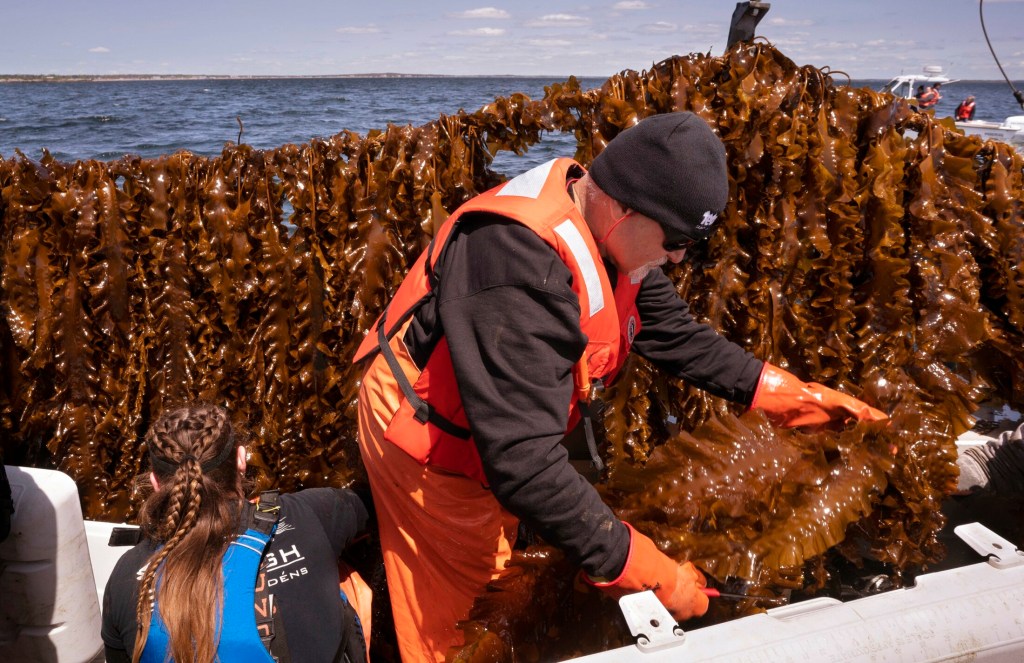 SACO BAY, ME - MAY 22: Barry Costa-Pierce, executive director of University of New England North, places kelp he harvested from the line behind him into a cooler aboard a boat in Saco Bay on Wednesday, May 22, 2019. The University of New England received a $1.3 million grant from the Department of Energy to create a seaweed farm to assess the ability to grow seaweed in the open ocean. (Staff photo by Gregory Rec/Staff Photographer)