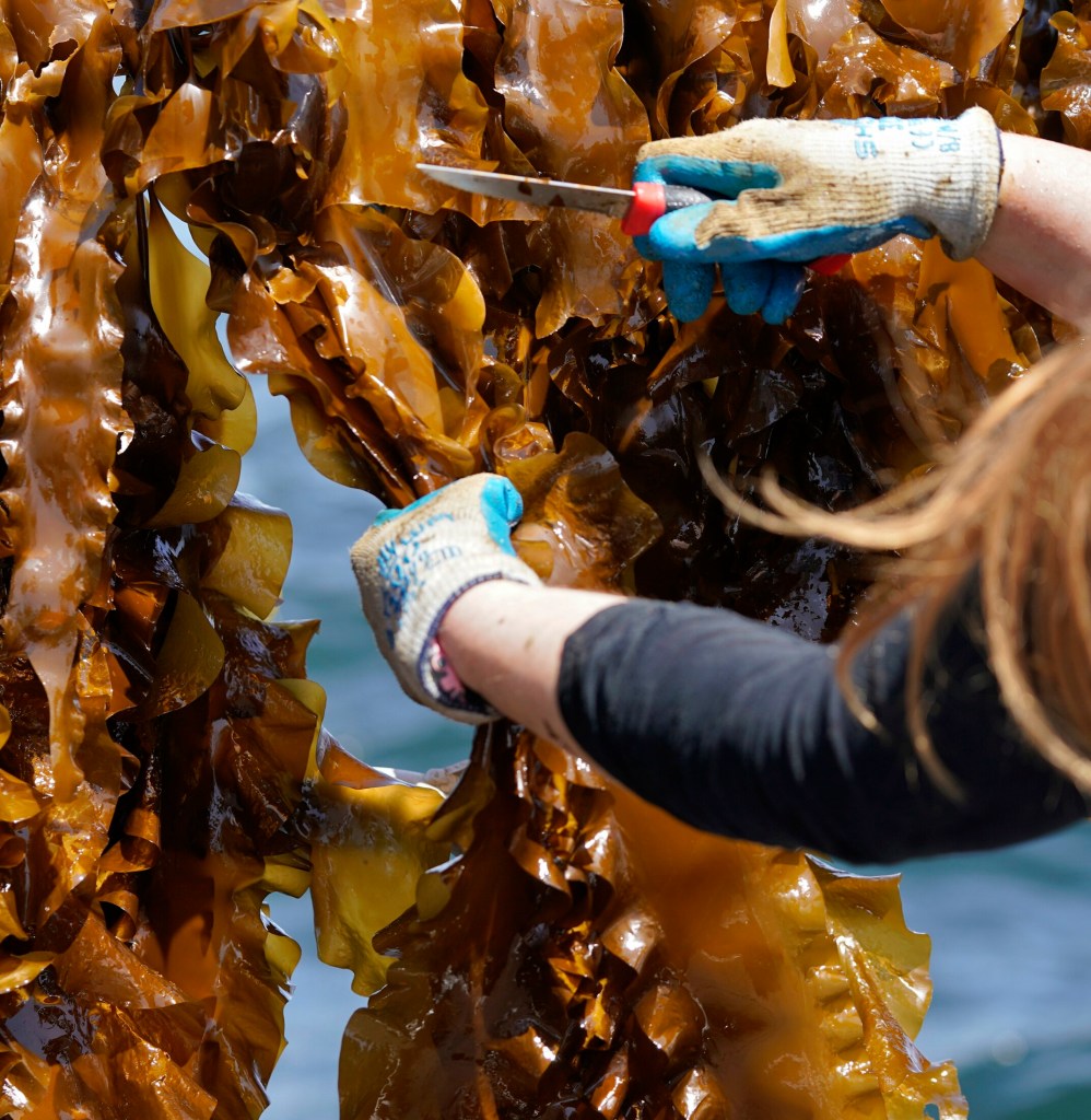 SACO BAY, ME - MAY 22: Liz Johndrow cuts kelp from a rope aboard a boat in Saco Bay on Wednesday, May 22, 2019. The kelp is part of a seaweed farm created by the University of New England, which received a $1.3 million grant from the Department of Energy to assess the ability to grow seaweed in the open ocean. (Staff photo by Gregory Rec/Staff Photographer)