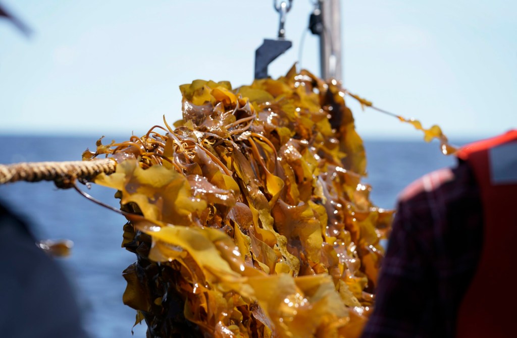 SACO BAY, ME - MAY 22: Kelp about to be harvested clings to a rope stretched across the port side of a boat in Saco Bay on Wednesday, May 22, 2019. The kelp is part of a seaweed farm created by researchers at the University of New England, which received a $1.3 million grant from the Department of Energy to see if seaweed can be farmed in the open ocean. (Staff photo by Gregory Rec/Staff Photographer)