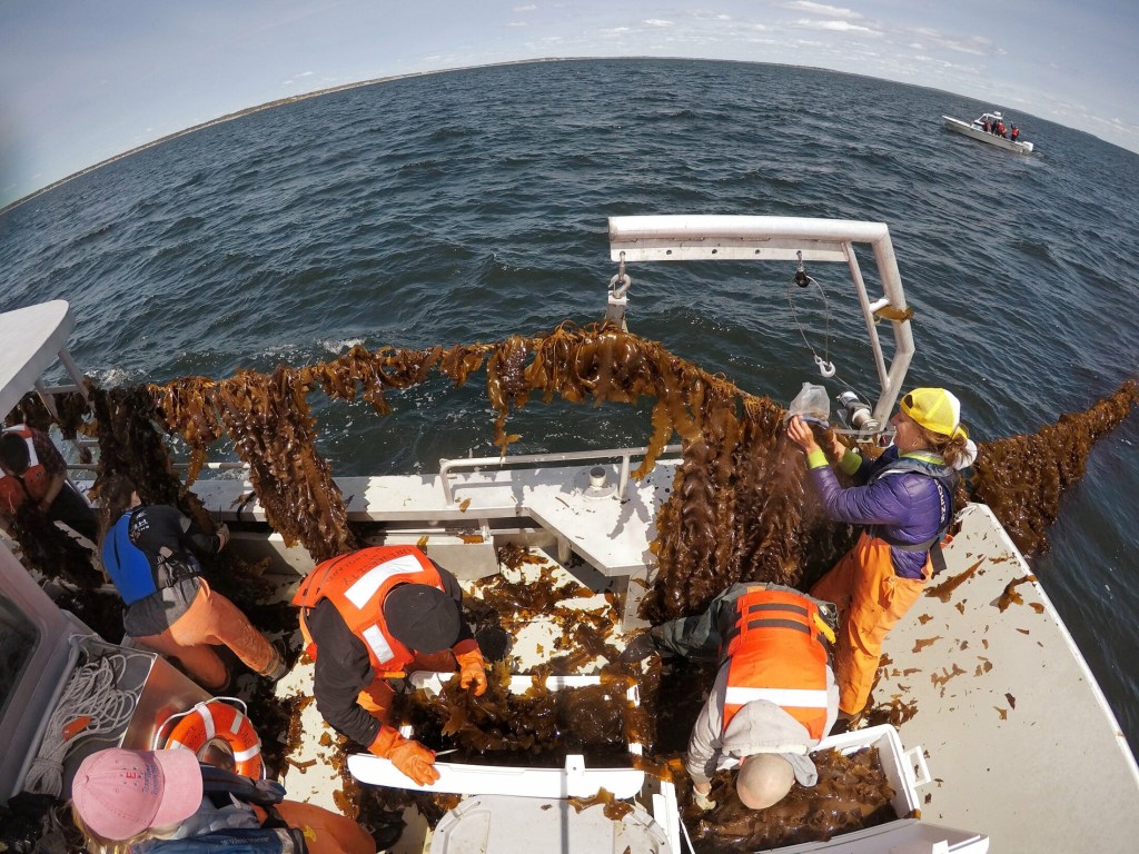 SACO BAY, ME - MAY 22: In this fish-eye view photograph, people harvest kelp from a rope and place it into coolers aboard a boat in Saco Bay on Wednesday, May 22, 2019. The University of New England created the seaweed farm, using a $1.3 million grant from the Department of Energy, which wants to assess the ability of kelp to be grown in open ocean conditions. From right are Gretchen Grebe, Adam St. Gelais, Barry Costa-Pierce, Emma Jones and Liz Johndrow. (Staff photo by Gregory Rec/Staff Photographer)