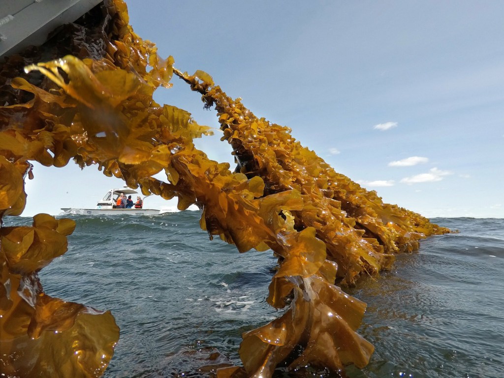SACO BAY, ME - MAY 22: Kelp clings to a rope leading up to a boat in Saco Bay where it is being harvested on Wednesday, May 22, 2019. The kelp is part of a seaweed farm created by the University of New England, using a  $1.3 million grant from the Department of Energy to assess the ability to grow seaweed in the open ocean. (Staff photo by Gregory Rec/Staff Photographer)