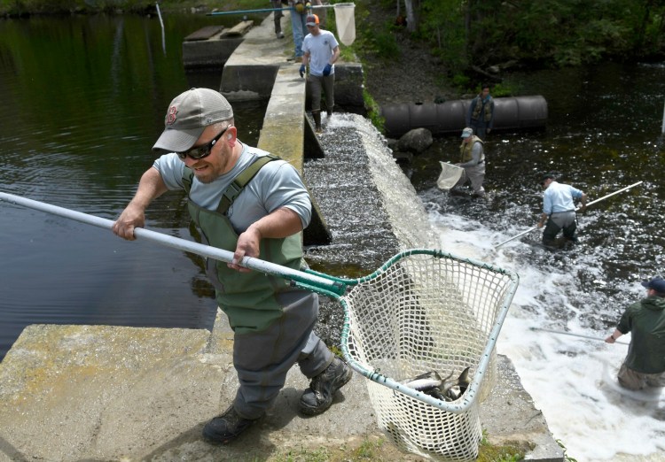 Department of Marine Resources specialist Greg King hauls a net full of alewives over the dam on Togus Stream on Tuesday in Chelsea. The sea-run herring was restored to Togus Pond as part of an anadromous fish restoration project by a state agency, with multiple partners, that will result in fish passage being erected in the dam, which officials estimate is more than 200 years old.