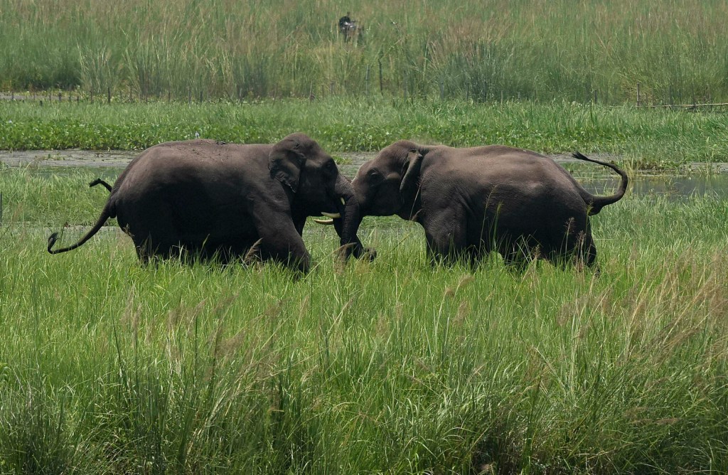 In this June 7, 2017, file photo, two wild elephants, part of a herd that arrived at a wetland near the Thakurkuchi railway station engage in a tussle on the outskirts of Gauhati, Assam, India. Development that’s led to loss of habitat, climate change, overfishing, pollution and invasive species is causing a biodiversity crisis, scientists say in a new United Nations science report released Monday, May 6, 2019. 