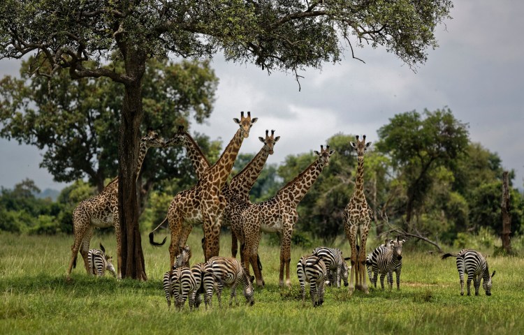 In this March 20, 2018, file photo, giraffes and zebras congregate under the shade of a tree in the afternoon in Mikumi National Park, Tanzania. The United Nations issued its first comprehensive global scientific report on biodiversity on Monday. 