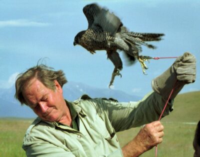 Jim Fowler ducks to avoid being battered by a peregrine falcon on a tether at the National Bison Range near Missoula, Mont., in 1998. Fowler, longtime host of "Wild Kingdom," died Wednesday.