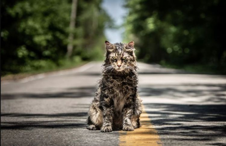 Leo the cat portrayed Church the cat in the 2019 remake of "Pet Sematary."